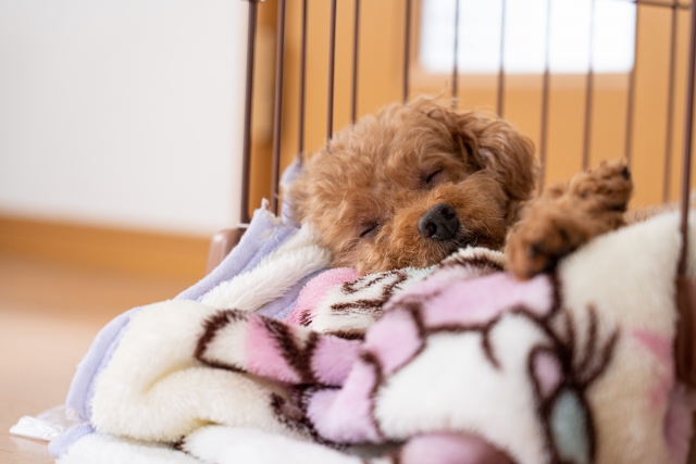 毛布で寒さ対策をして眠る犬