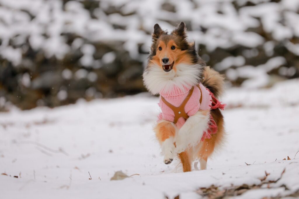 雪の中で遊ぶ犬