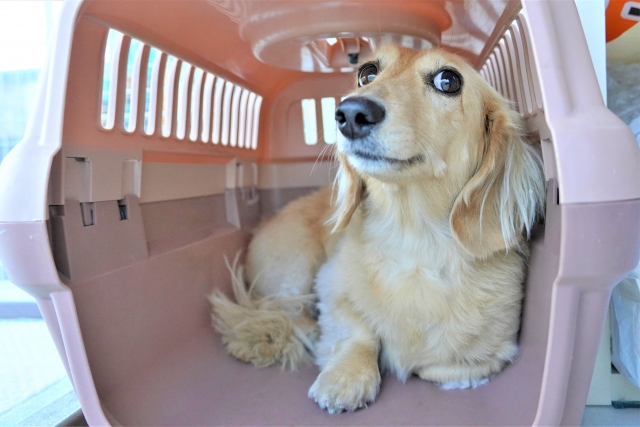 電車に乗る際にマナーとしてクレートに入っている犬のイメージ