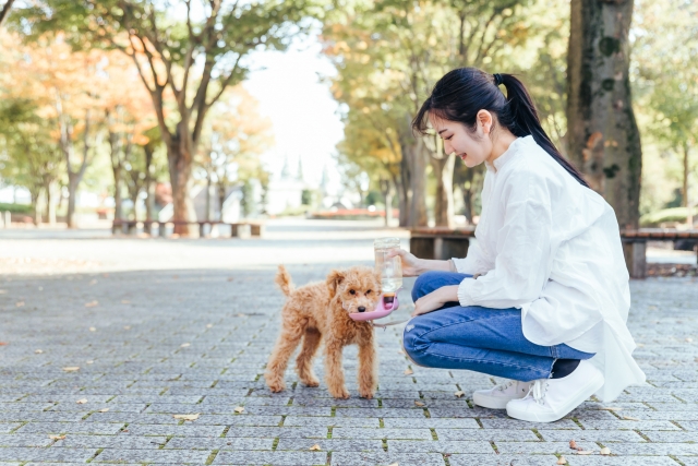散歩中に給水ボトルで犬に水をあげる女性