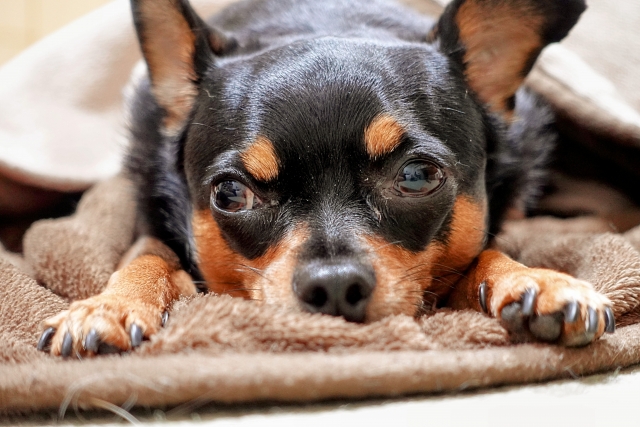 寒さ対策として敷かれた毛布の上でくつろぐ犬