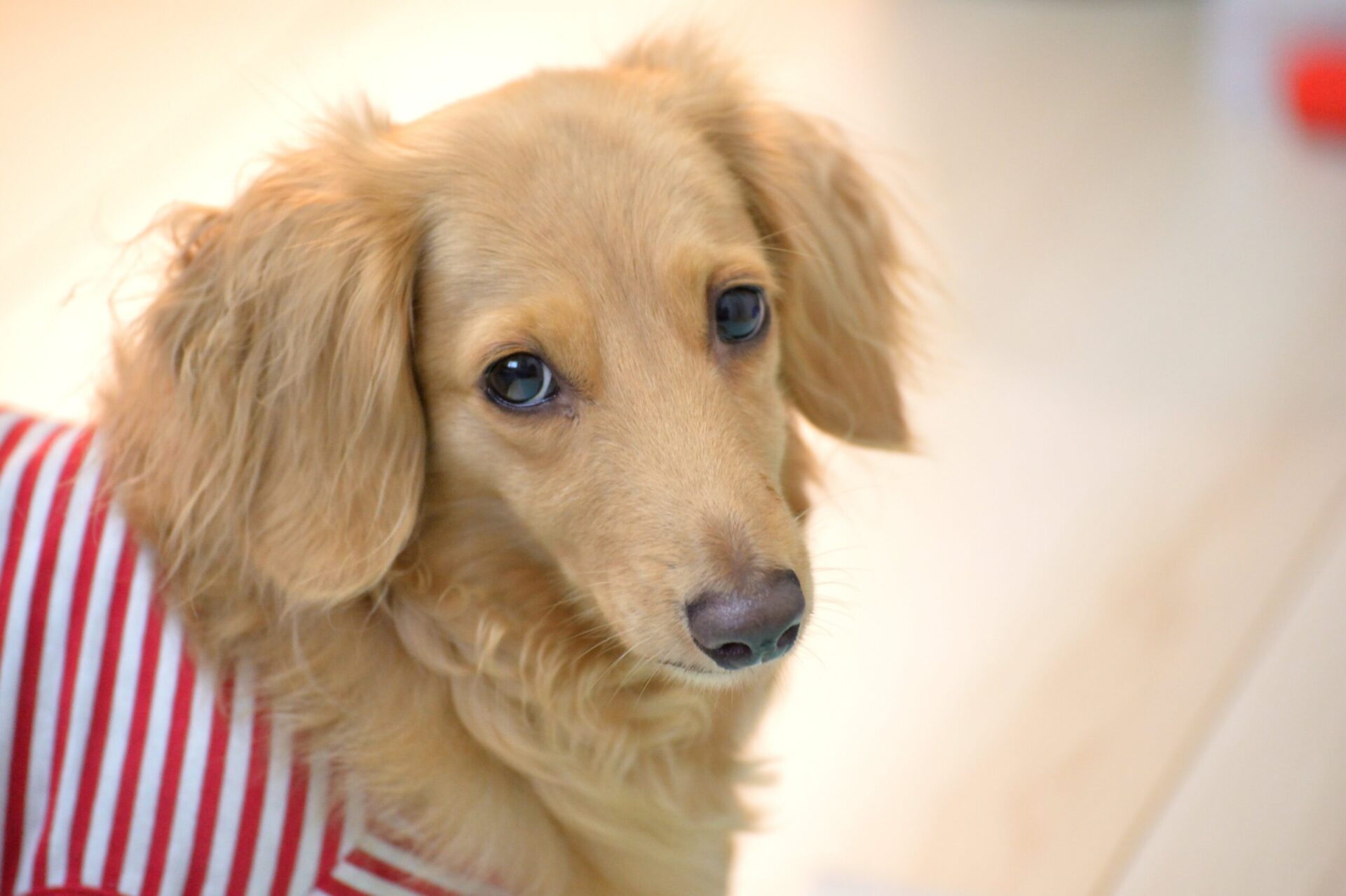 ダックスフンドの子犬