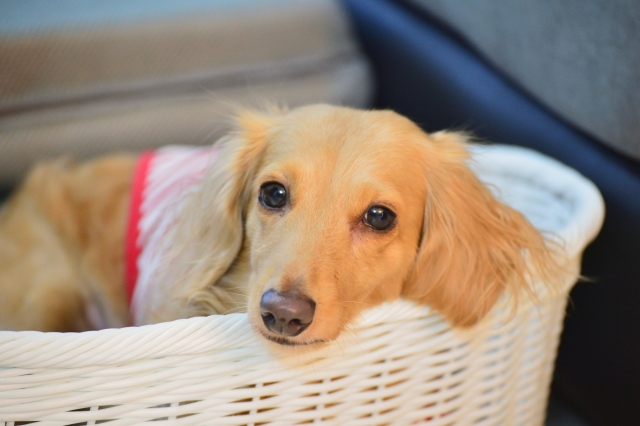 かごの中で休んでいる犬