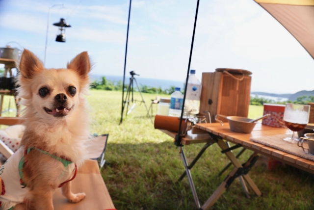 キャンプ場のマナーを守って愛犬とのキャンプを楽しむ様子