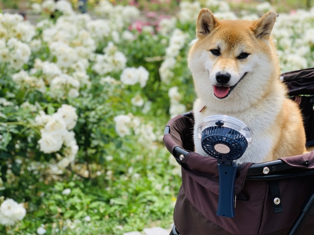 暑さ対策グッズ(ハンディファン)で涼む犬