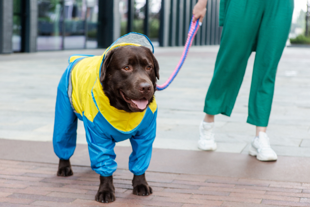 雨の日にレインコートを着て散歩する犬