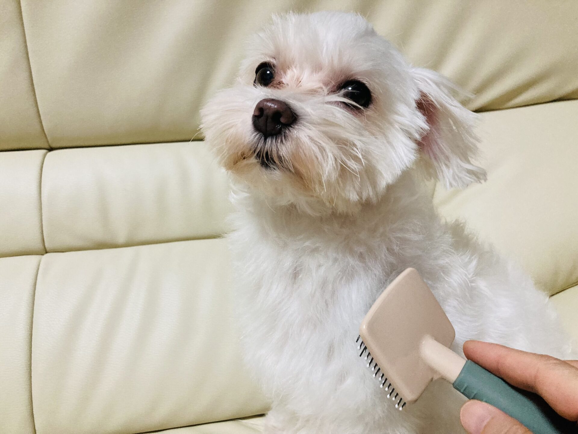 ブラッシングされる犬