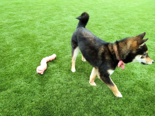 おもちゃで遊ばない犬