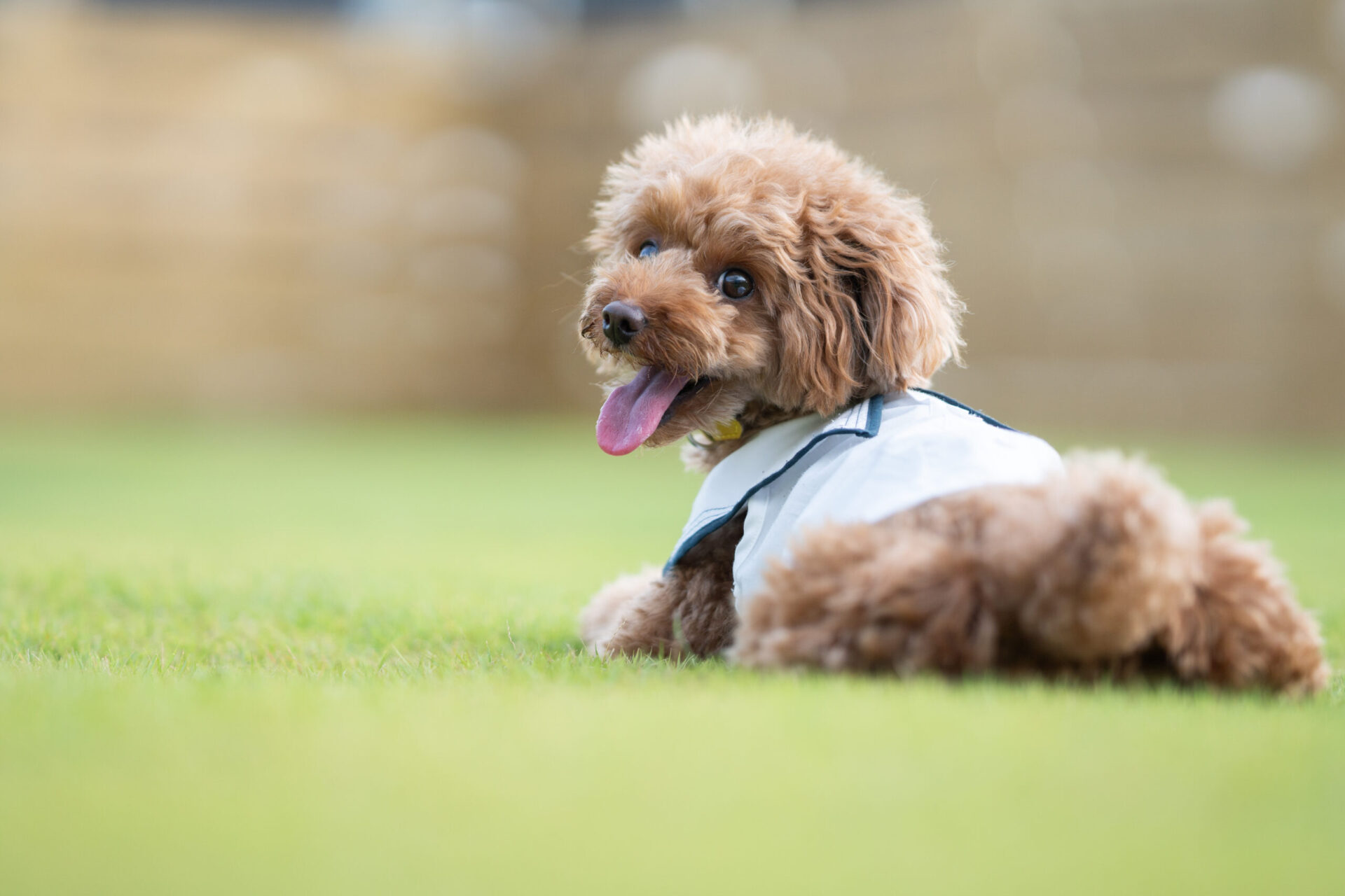 芝生の上でリラックスする犬