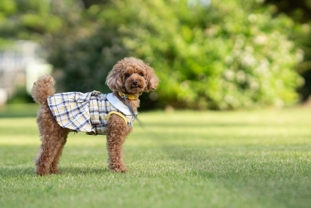 夏の早朝に暑さ対策をして散歩を楽しむ犬