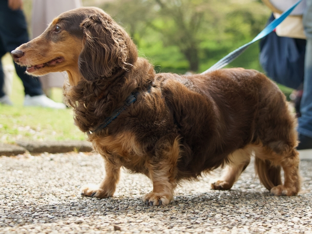 マナーを守って公園での散歩を楽しむ犬