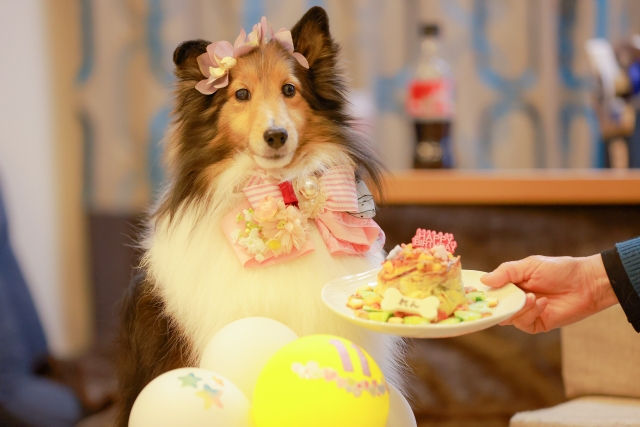 犬の誕生日を祝う様子