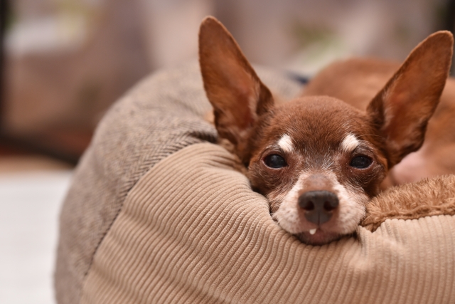 ベッドで寝ている犬