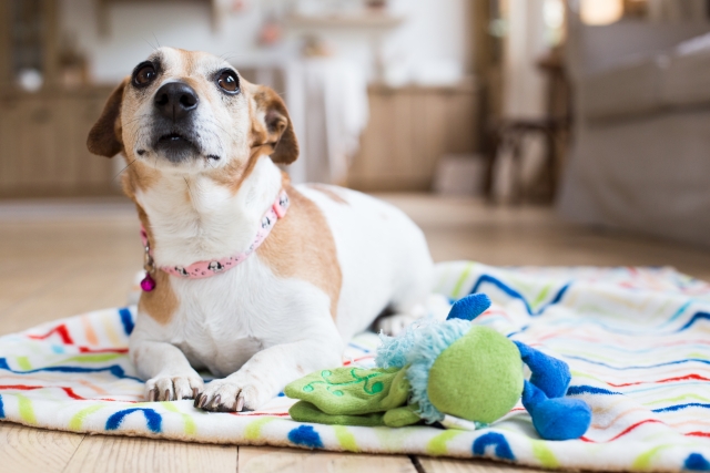 洗う必要がある犬のおもちゃ