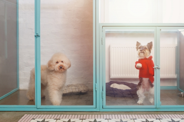 ペットホテルに預けられた犬たち