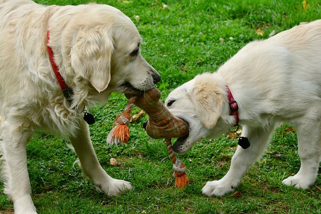 おもちゃで遊ぶ犬たち