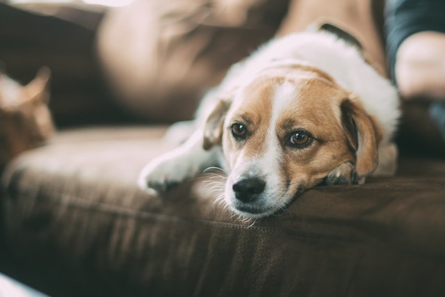 留守番中の犬